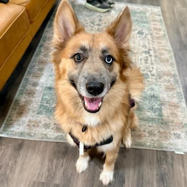 Shasha Honey the Gorgeous Good Girl media 2