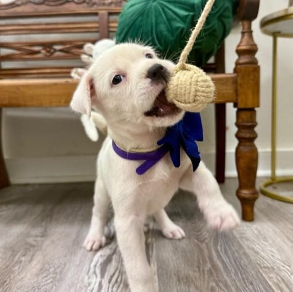 Buttercup Coconut Toy Story media 4