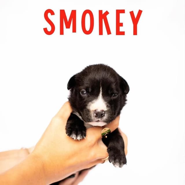Smokey (C000-253) - City of Industry Location *Available 7/3* media 4