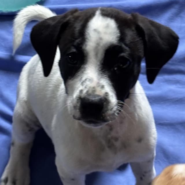 Zoey *adoption pending* media 3