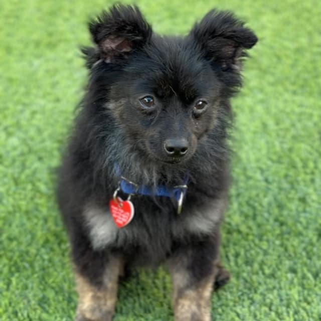 Arlo A2280264 media 4