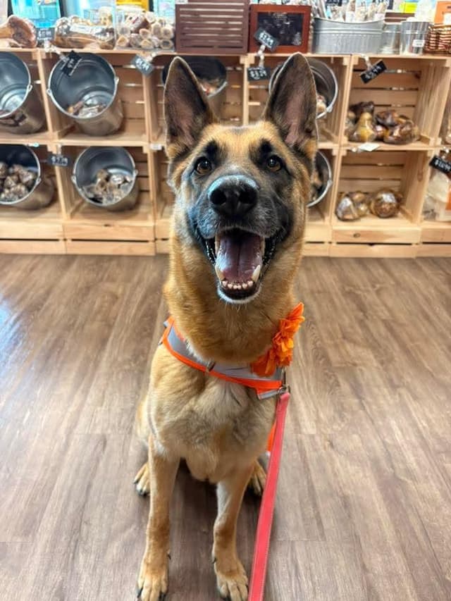 Ms Harley ( knows commands ) media 2