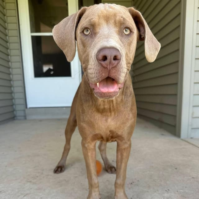 Bart the Lab Mix media 2