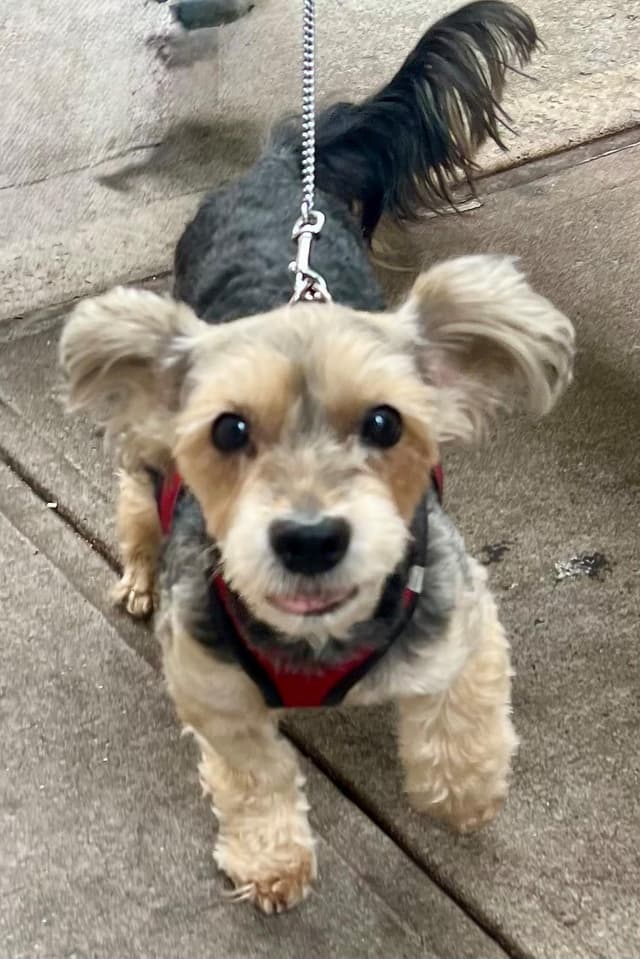 Charlie media 2