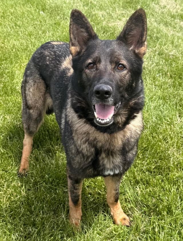Amity - PENDING ADOPTION media 5