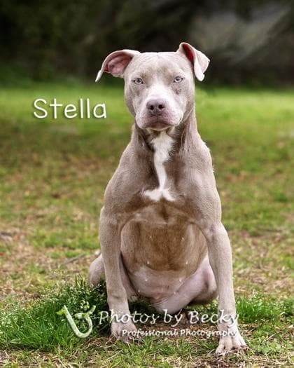 Stella media 2