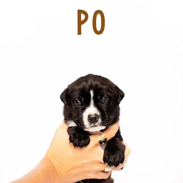 Po (C000-252) - Costa Mesa Location *Available 7/3* media 6