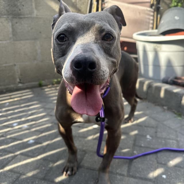 Dobby *Adoption Pending* media 2