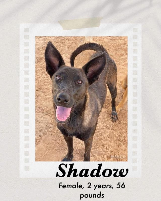 Shadow media 2