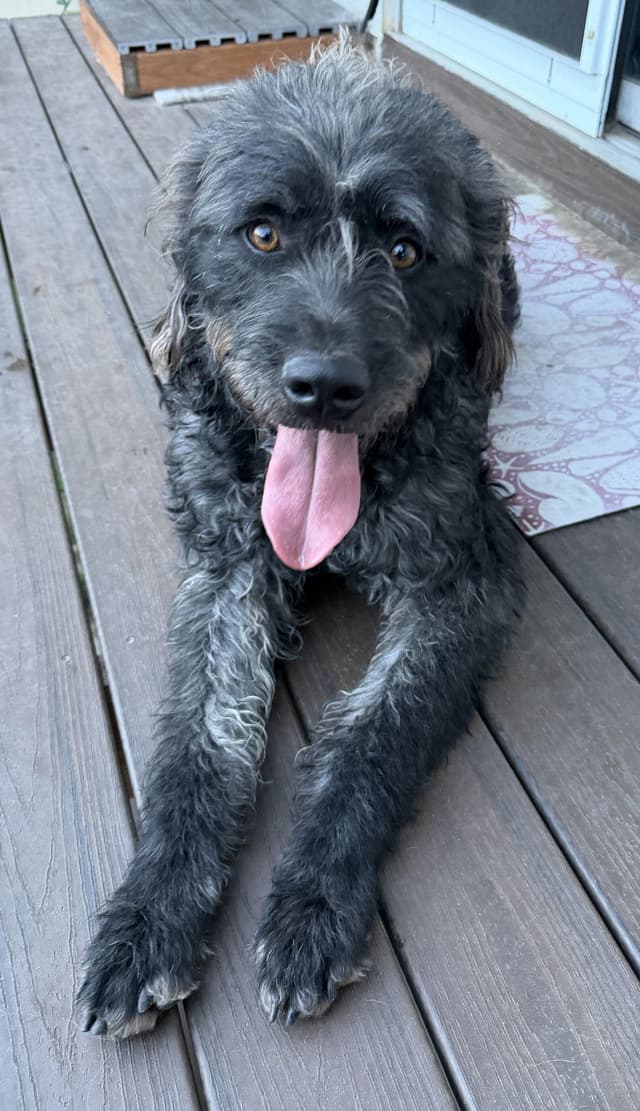 Desmond McDoodle media 3