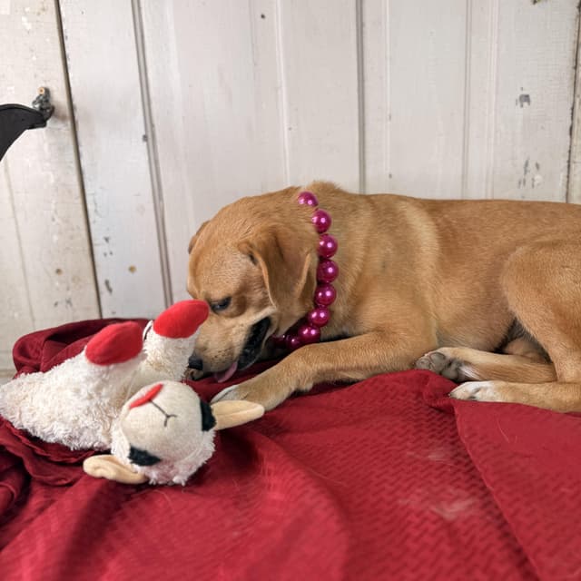 Honey Pot (adoption fee 100) media 2
