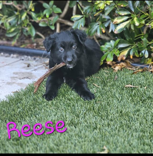 Reese * media 2