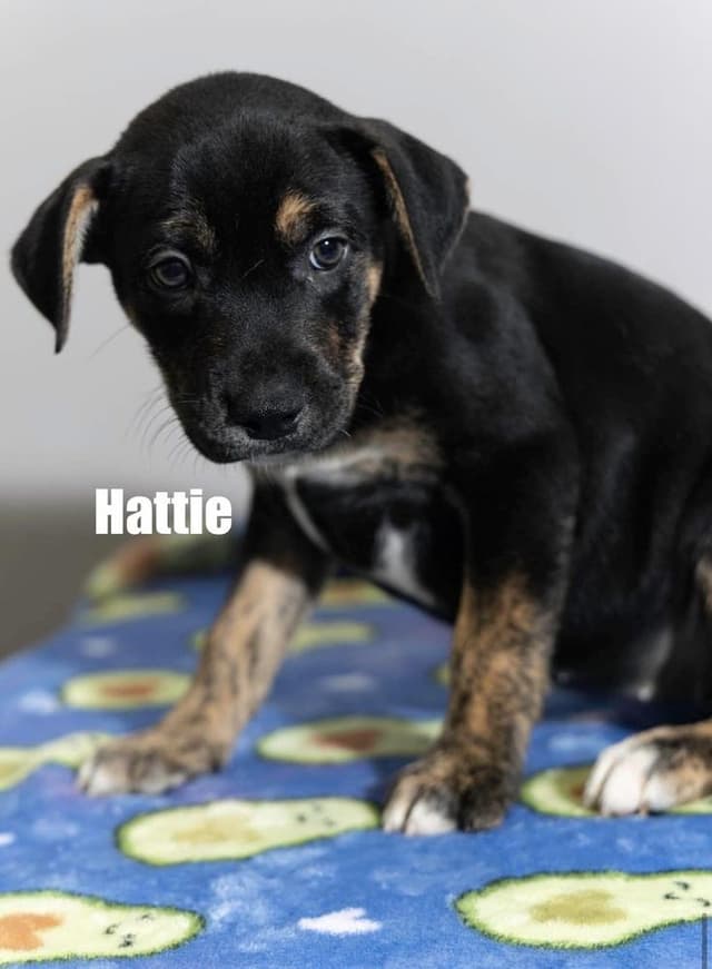 Hattie media 5