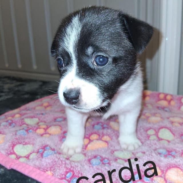 Cardia 4058 media 3