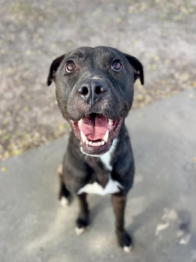 Rhett ( super affectionate, house trained, crate trained, friendly) media 3