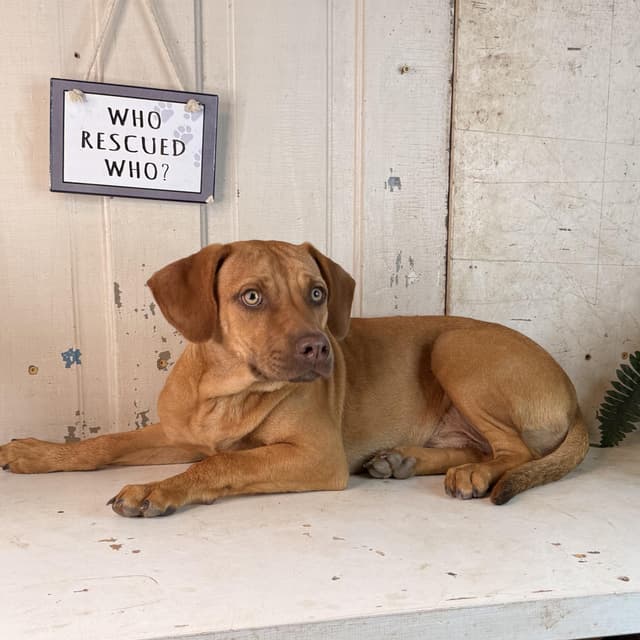 Burt (adoption fee 100) media 4