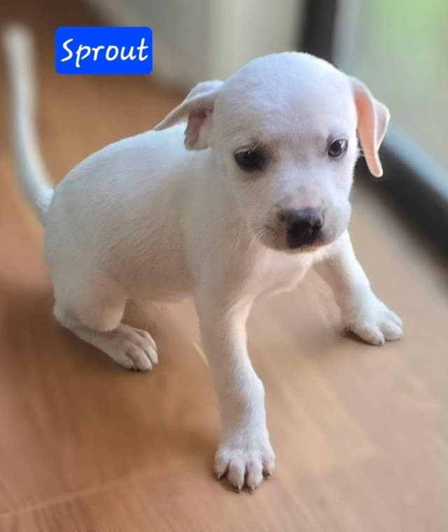 Sprout media 2