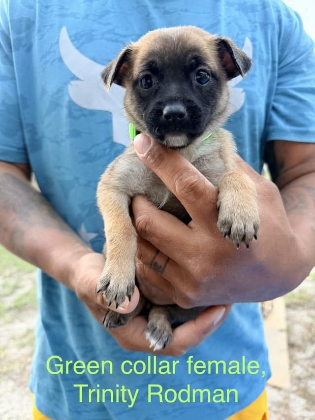 All-Star Soccer Litter - Trinity Rodman - Located in FL media 2