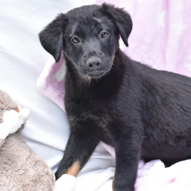 Levi (Victoria Litter) media 3