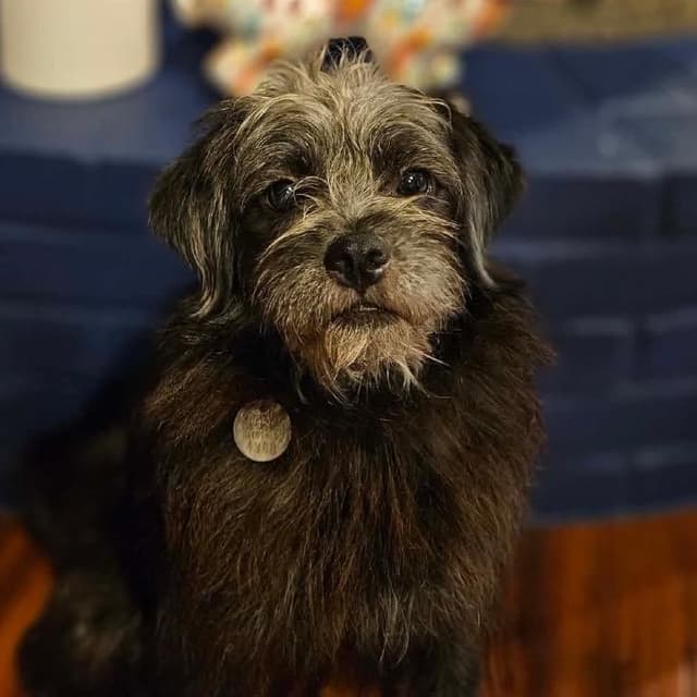 Charly Bear media 2