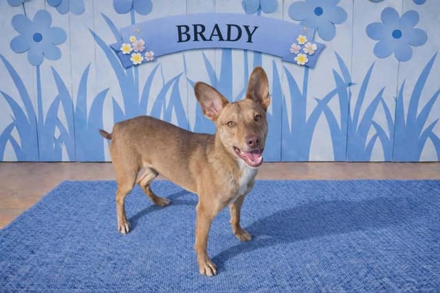 Brady media 2