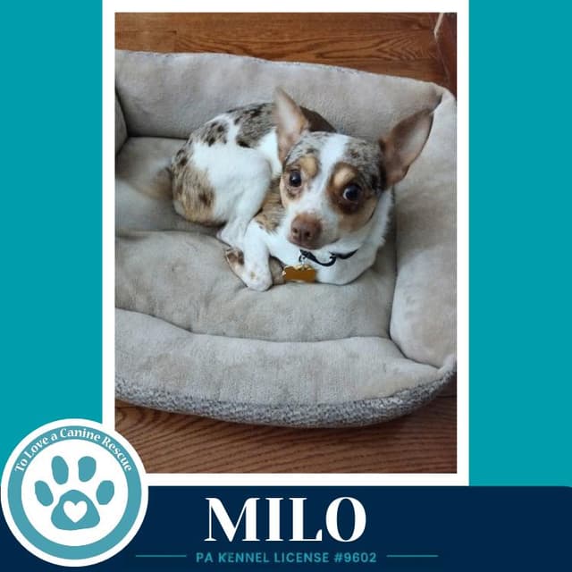 Milo (speckled chis) 060626 media 4