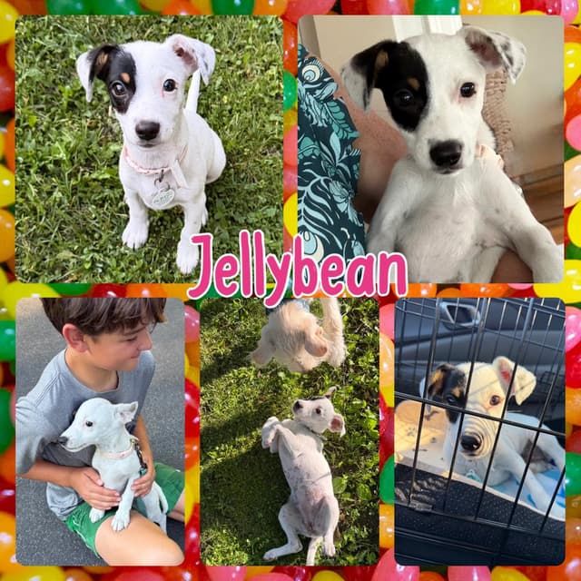 Jelly Bean media 4