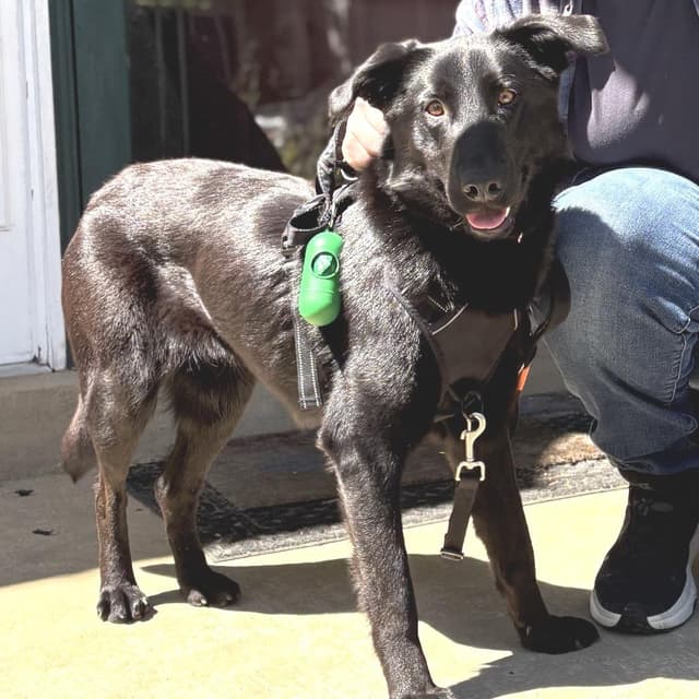 Raven *Adoption Pending* media 2