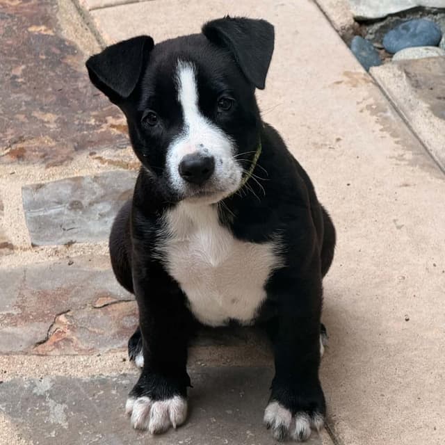 Koda (C000-251) - Costa Mesa Location *Available 7/3* media 4