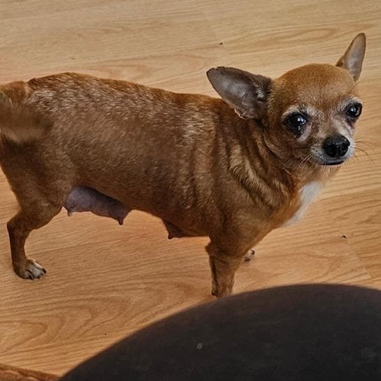 Weenie media 3