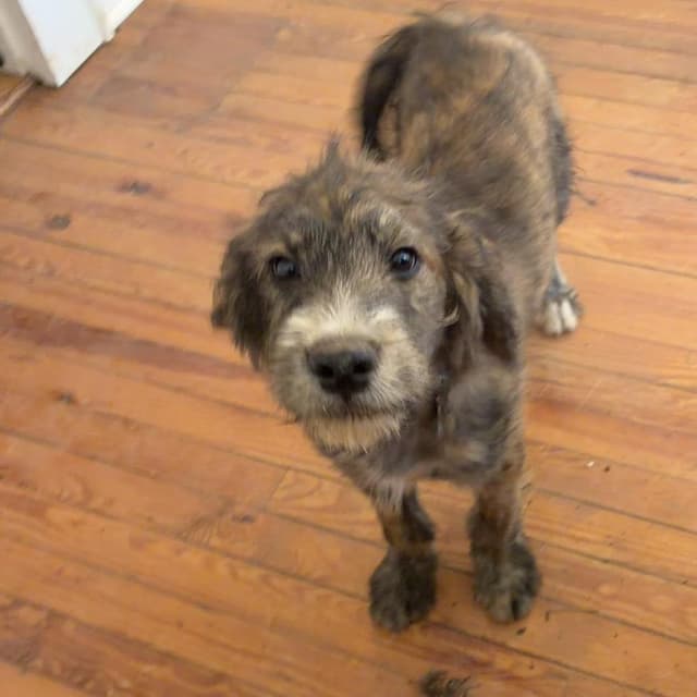 Scooby Pup: Fred media 2