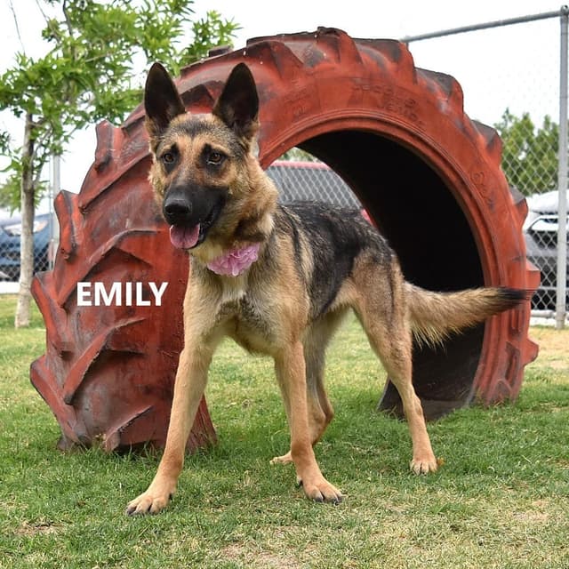 Emily media 3