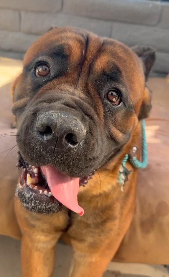 Captain Hook  ADOPTION PENDING media 3