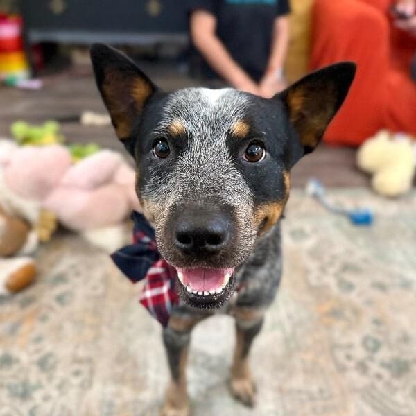 Hercules Heeler Sweetest Lil Guy media 5