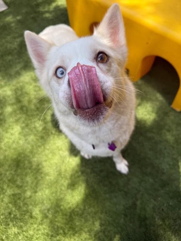 Carrol Cutie the Snaggletooth Beauty media 2