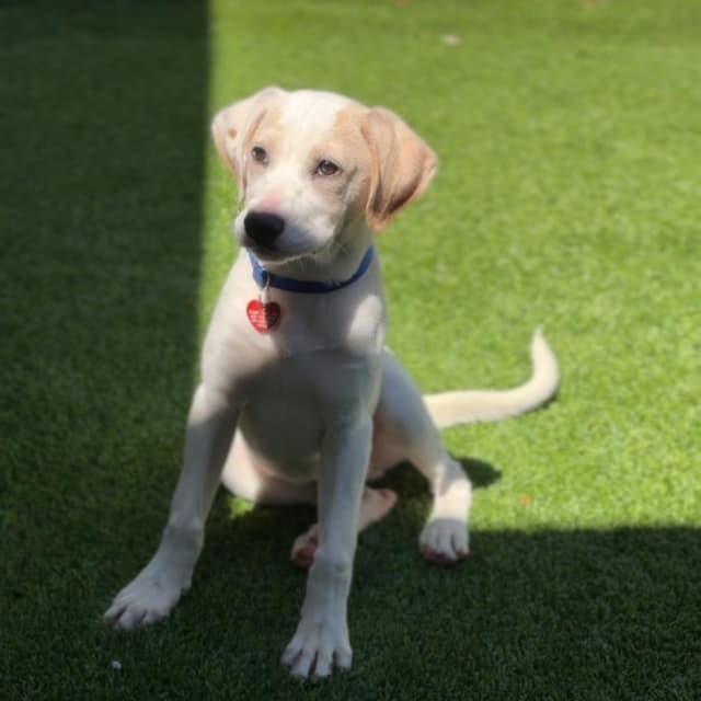 Bruno A2276772 media 5