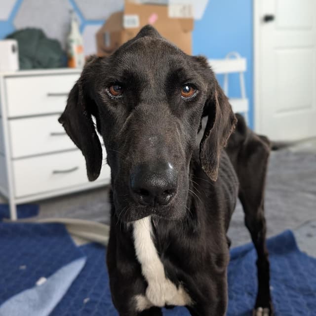 Remy*adoption pending* media 2