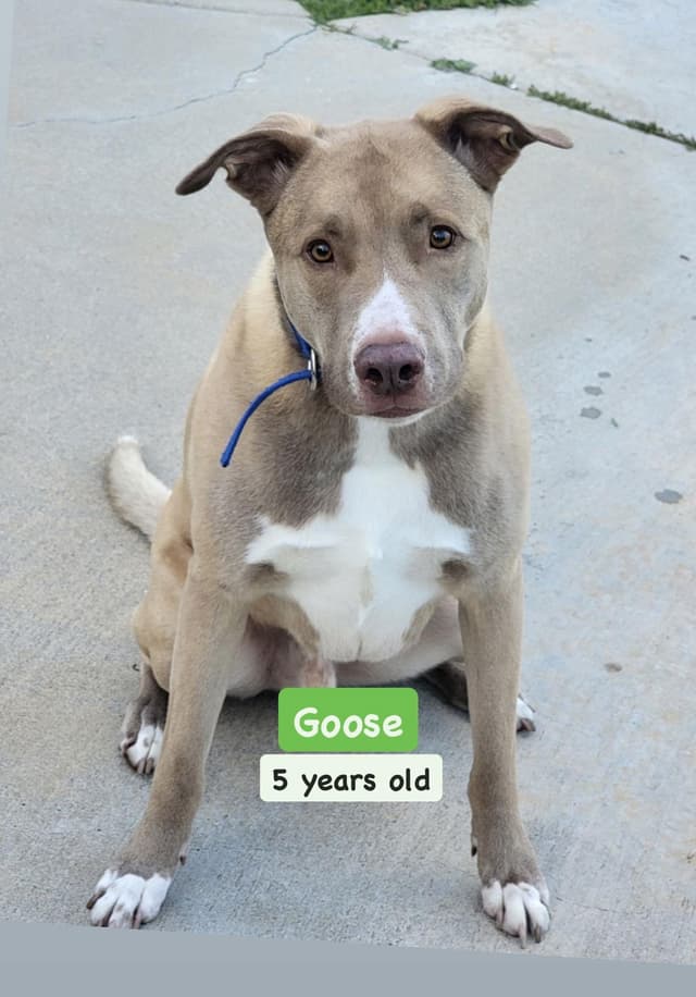 Goose media 3