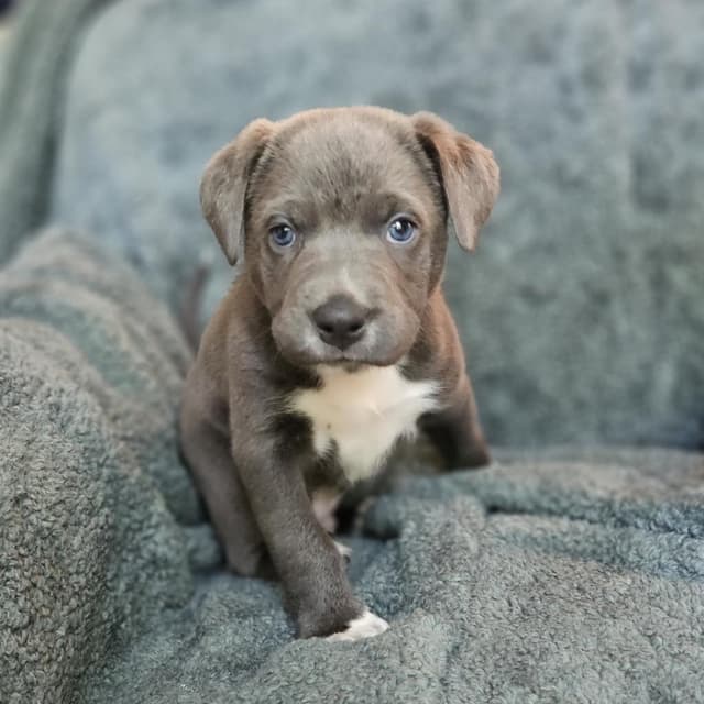Goldieloxx Pup- Johnny media 4