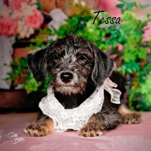 Tessa media 2