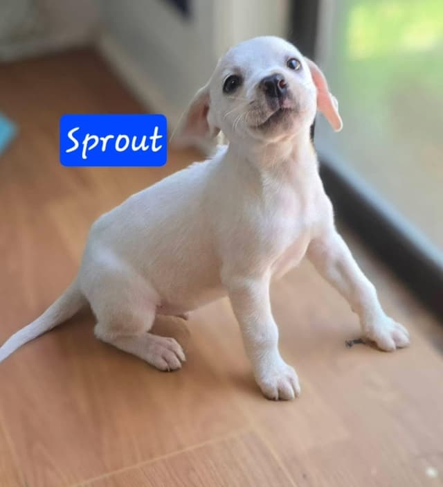 Sprout media 4