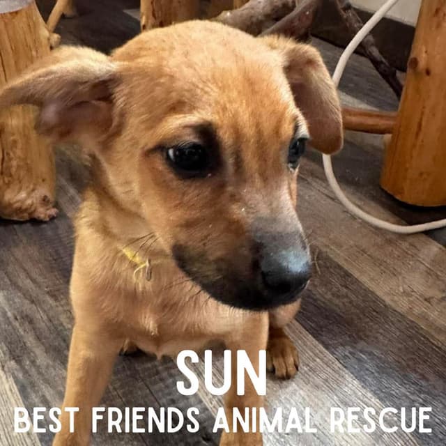 Sun media 5