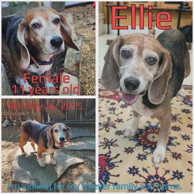 Ellie media 3