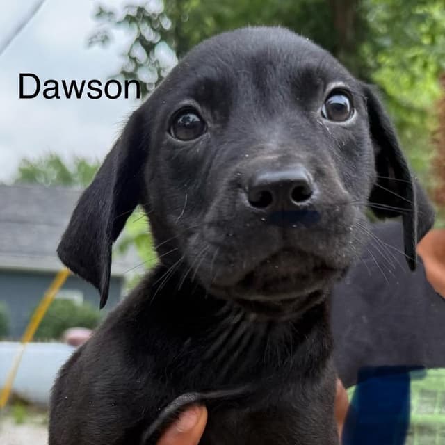 Dawson media 2