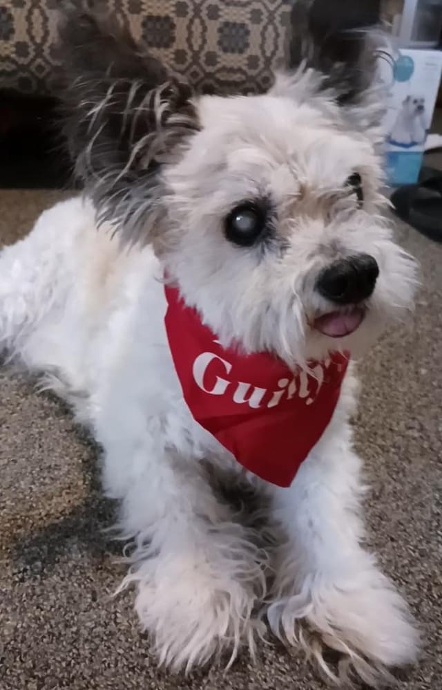 Gizmo media 5
