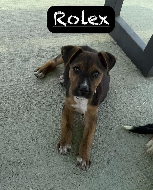 Rolex media 2