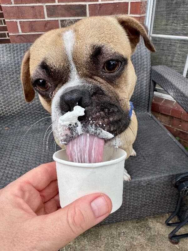 Koi the Mini Boxer and Happiest Boy media 5