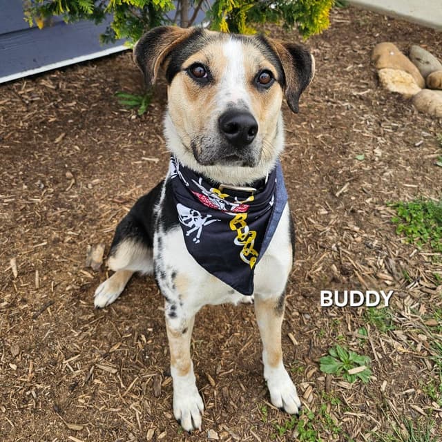 Buddy media 3