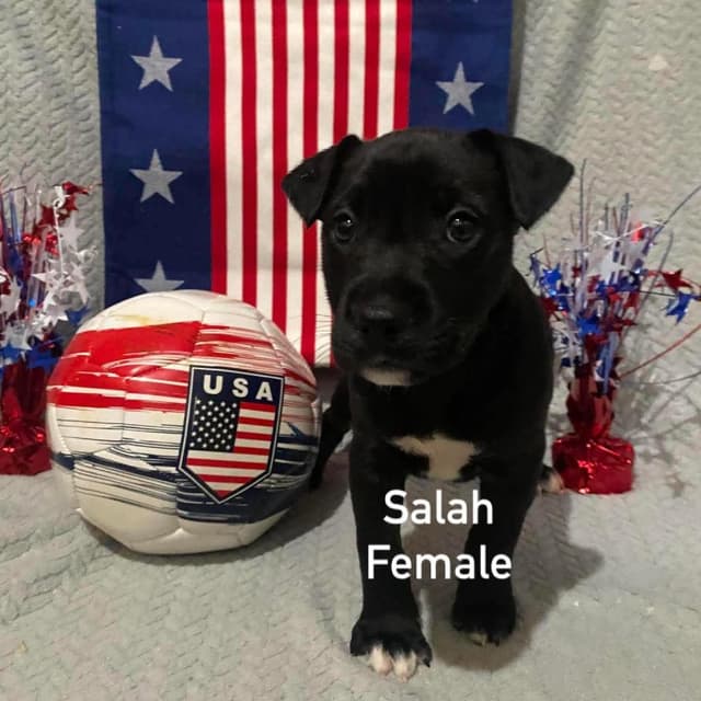 Salah media 4