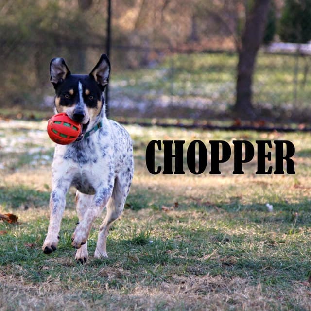 Chopper media 2